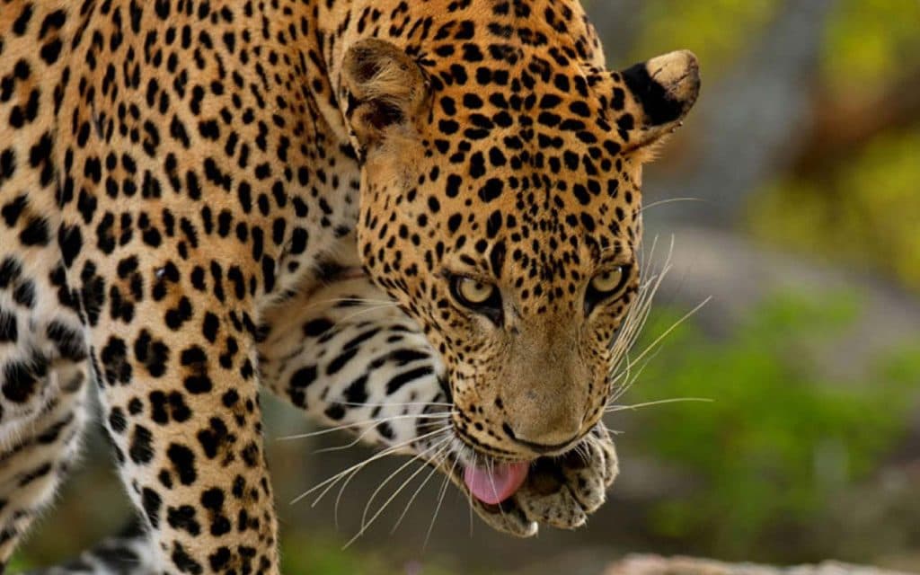 Yala National Park Wildlife Safari (Day Trip from Ella)
